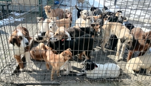 Hendek Belediyesi Soğuk Havada Can Dostlarını Unutmadı