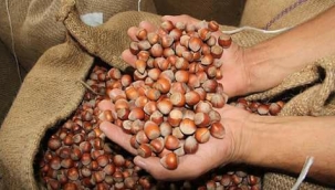 Aman Dikkat Fındık hırsızlığına karşı Uyarı