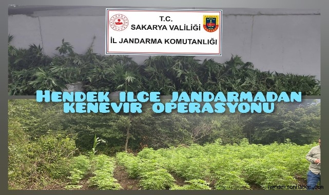 Hendek İlçe Jandarmadan Kenevir  Operasyonu 