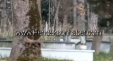 Hendek Belediyesi Aile Mezarlığının Sevimli Ev Sahipleri