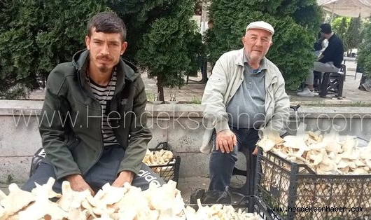 Hendek’te Mantar Vatandaşın Geçim Kaynağı Oldu.
