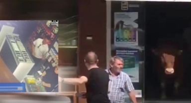 Kaçan Tosun Hendek İlçe Merkezini Birbirine Kattı! 