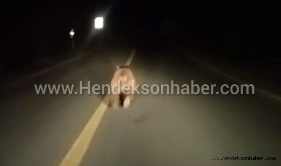 Hendek'te Otomobil Sürücüsü  önünde koşan ayıya seslendi yoruldun artık çık kenara