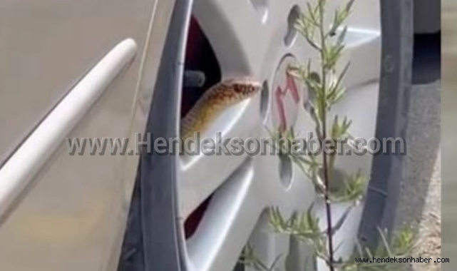 Hendek’te Aracın jantından yılan çıktı!