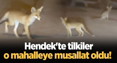 Hendek’te Kümeslere Dadanan Tilki  Mahalleliyi Bezdirdi