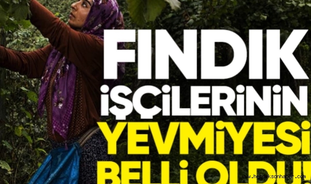 MERAK EDİLİYORDU FINDIK YEVMİYESİ BELLİ OLDU 