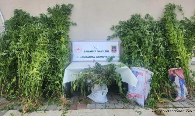 Sakarya Jandarmadan uyuşturucu ve kaçakçılık operasyonu: 14 tutuklama