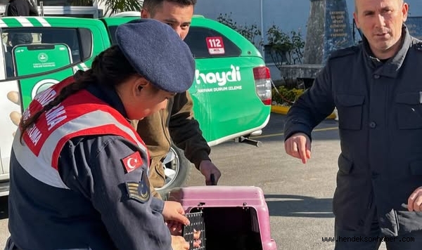 Kaçak avcılara ceza yağdı