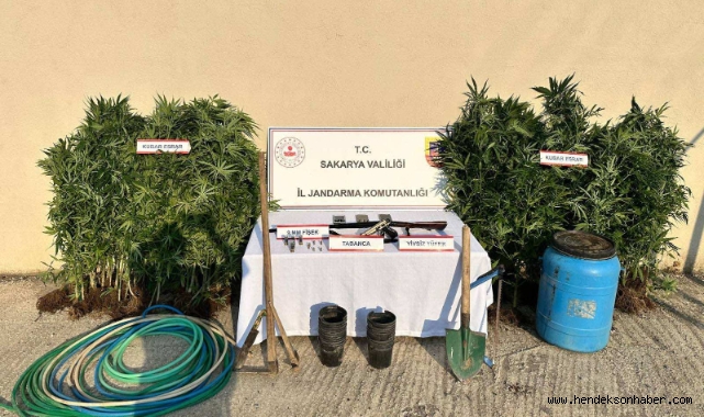 Hendek'te Jandarmadan Kenevir Operasyonu: Bir Kişi Tutuklandı