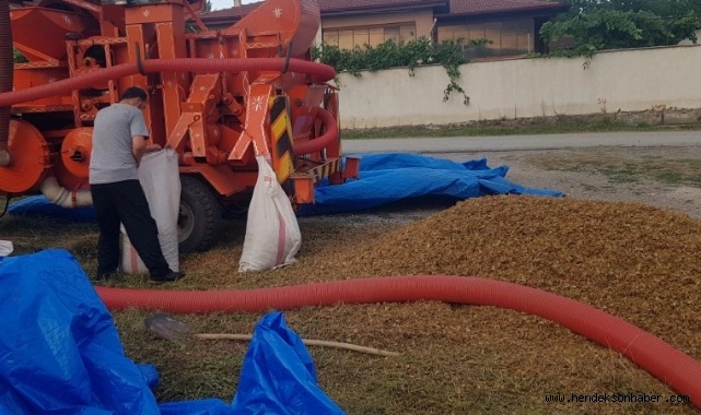 Hendek'te Fındık Harmanı Kuralları: Belirlenen Alanlar Dışına Çıkanlara Ceza Kesilecek